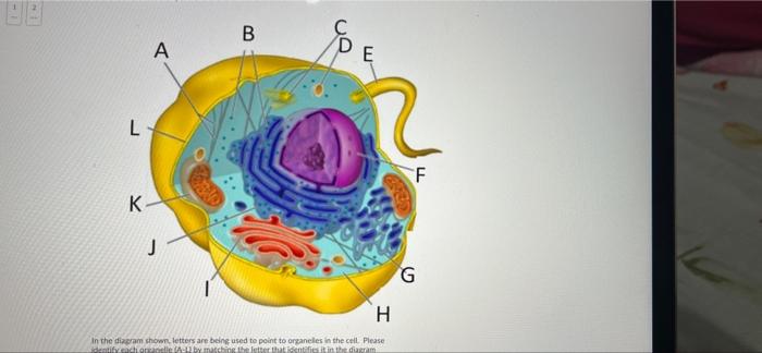 Solved В B A E L F K G H in the diagram shown letters are | Chegg.com