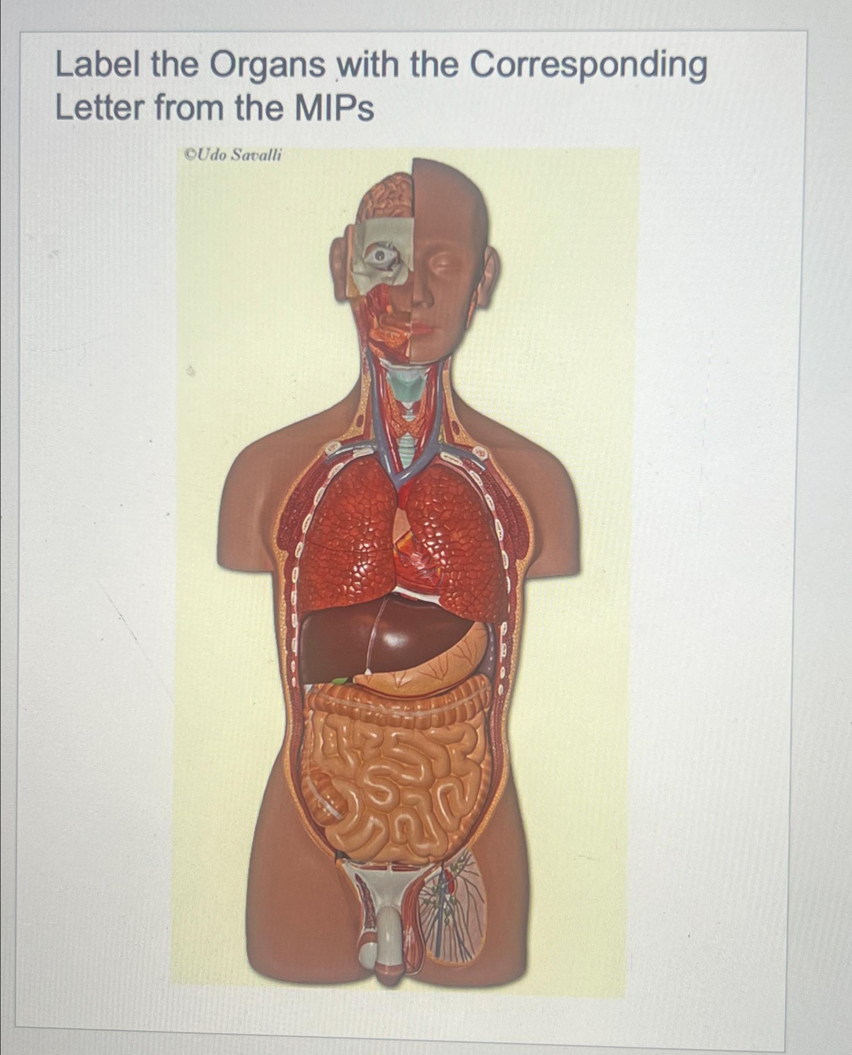 Label the organs with the corresponding letter from | Chegg.com