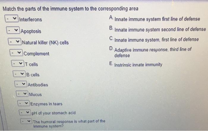 Solved Match the parts of the immune system to the | Chegg.com