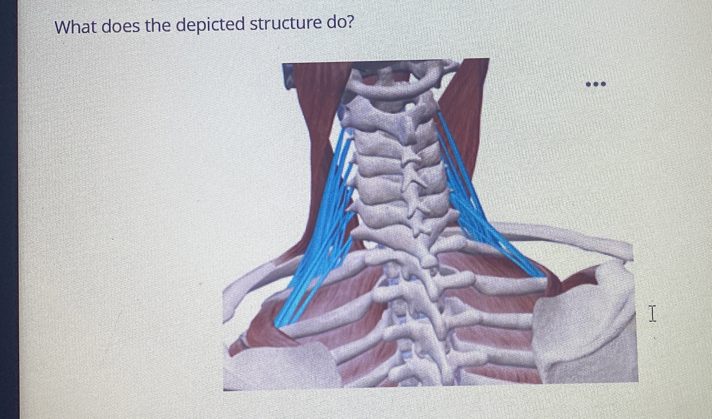 Solved What does the depicted structure do? | Chegg.com