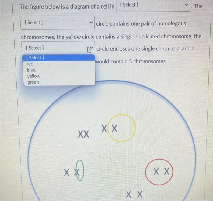 Solved The figure below is a diagram of a cell in The circle | Chegg.com