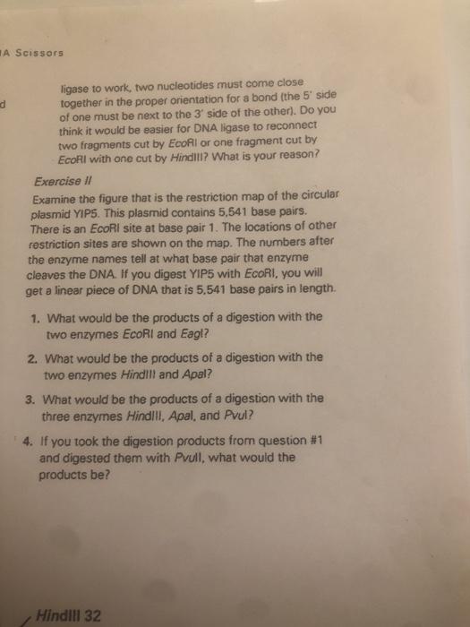 DNA Scissors Introduction to Restriction Enzymes
