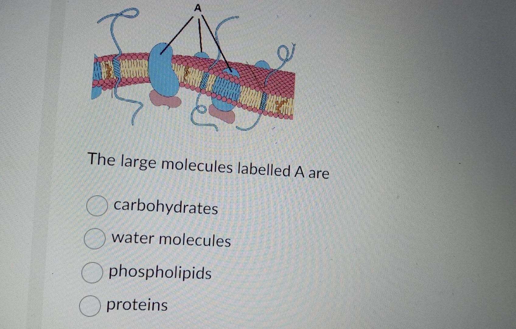 important-points-of-cell-theory-cell-theory-main-points-of-cell