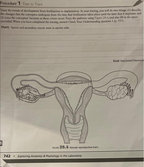 Solved then fout, and so on. As cleavage begin, the c | Chegg.com