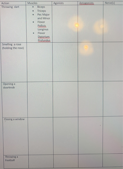 Agonists Action Throwing dart 8890 Nerve(s) Muscles