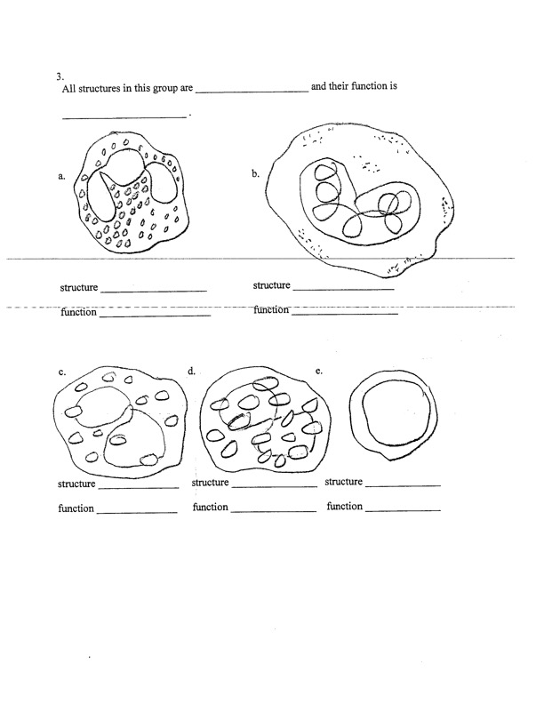Solved List the structure sand functions for 3a-3e. | Chegg.com