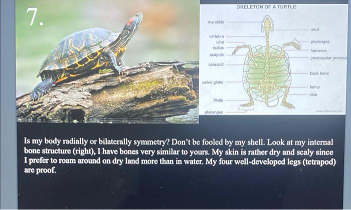 Solved SKELETON OF A TURTLE 7. mandible sku vertebra und | Chegg.com