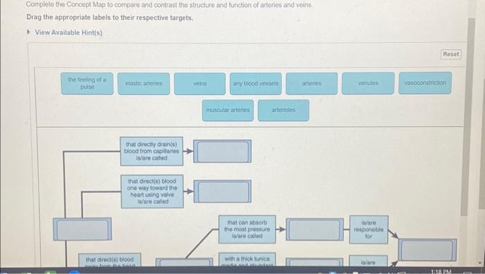 Concept Map Comparing Artery And Vein Structure And Function - Debbie 