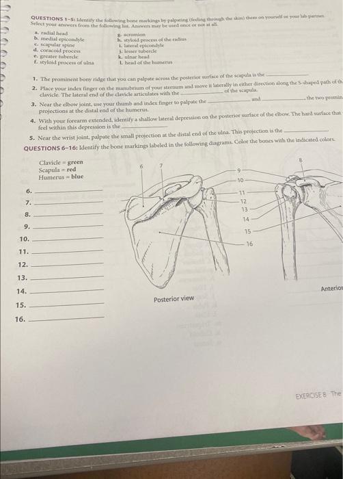 Solved QUESTIONS 1 5 Identify The Following Bone Markings Chegg Com   Image