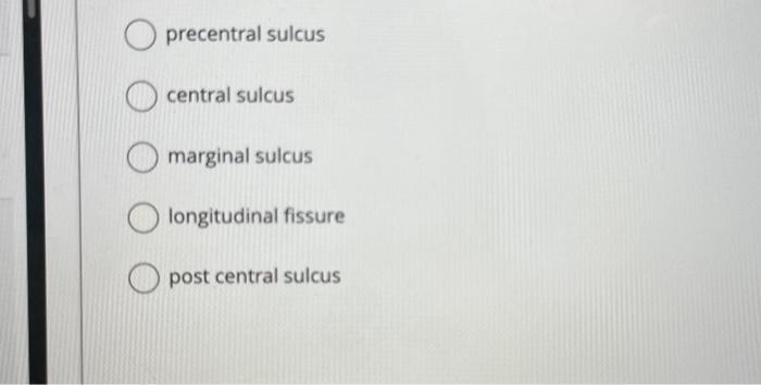 Solved precentral sulcus central sulcus marginal sulcus | Chegg.com