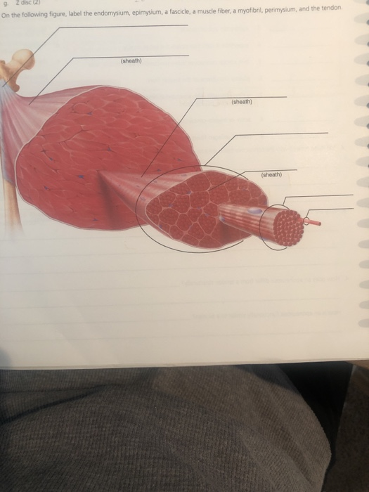 Solved On The Following Figure Label The Endomysium Chegg Com