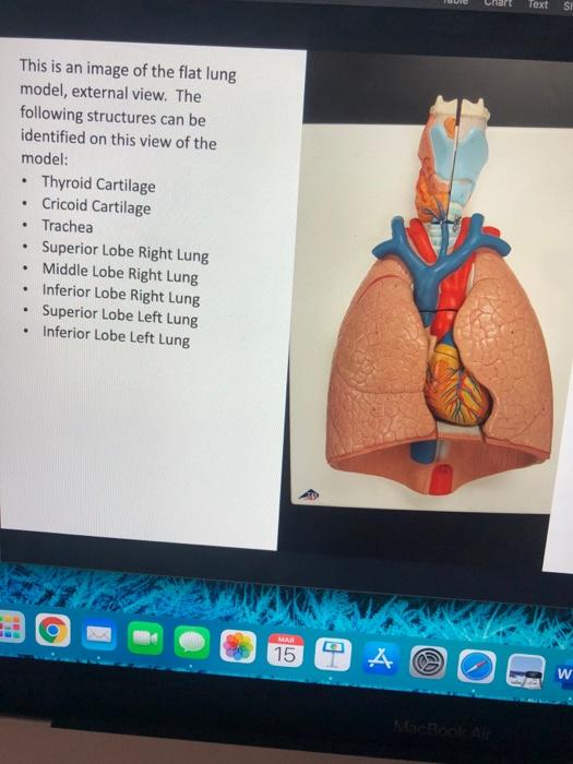 w har Text SH This is an image of the flat lung model, external view. The following structures can be identified on this view