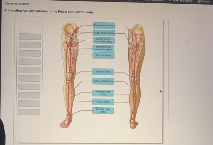 Solved Systems Anatomy Art Labeling Activity Arteries Of Chegg Com