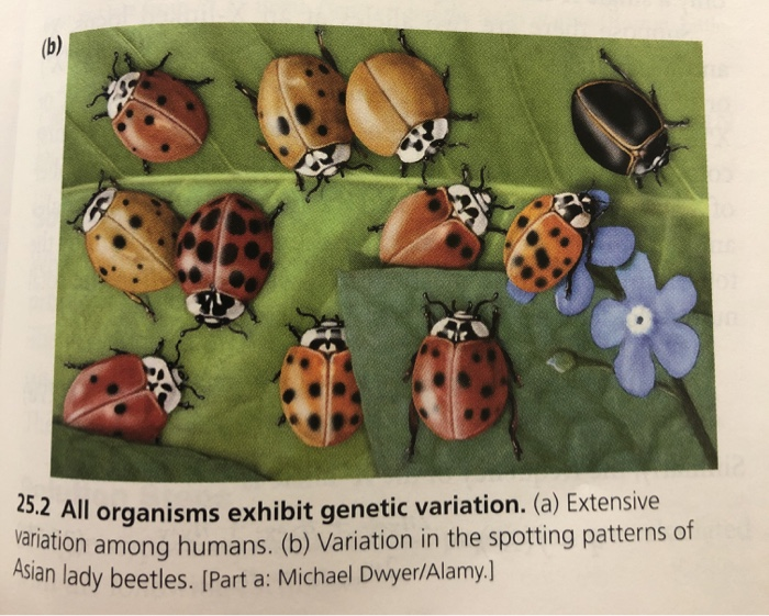 Solved: There Is No Figure For This Question; It Is A Gene... | Chegg.com