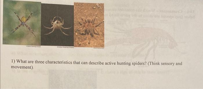 Characteristics of Spiders