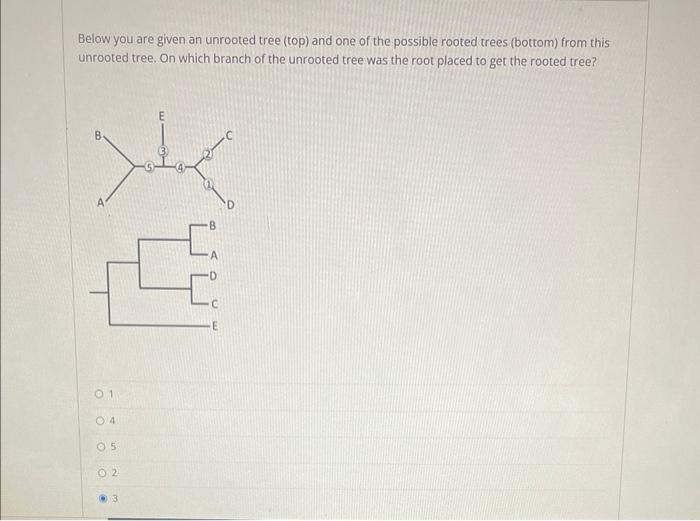 Solved Below you are given an unrooted tree (top) and one of | Chegg.com