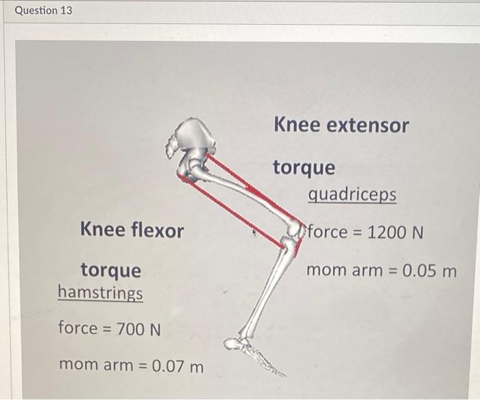 Solved Question 13 Knee extensor torque quadriceps Knee