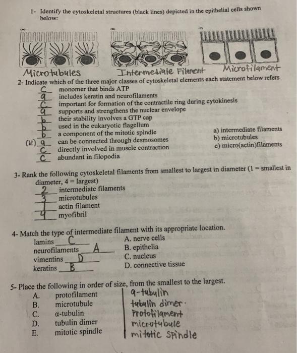 Solved 1- Identify the cytoskeletal structures (black lines) | Chegg.com