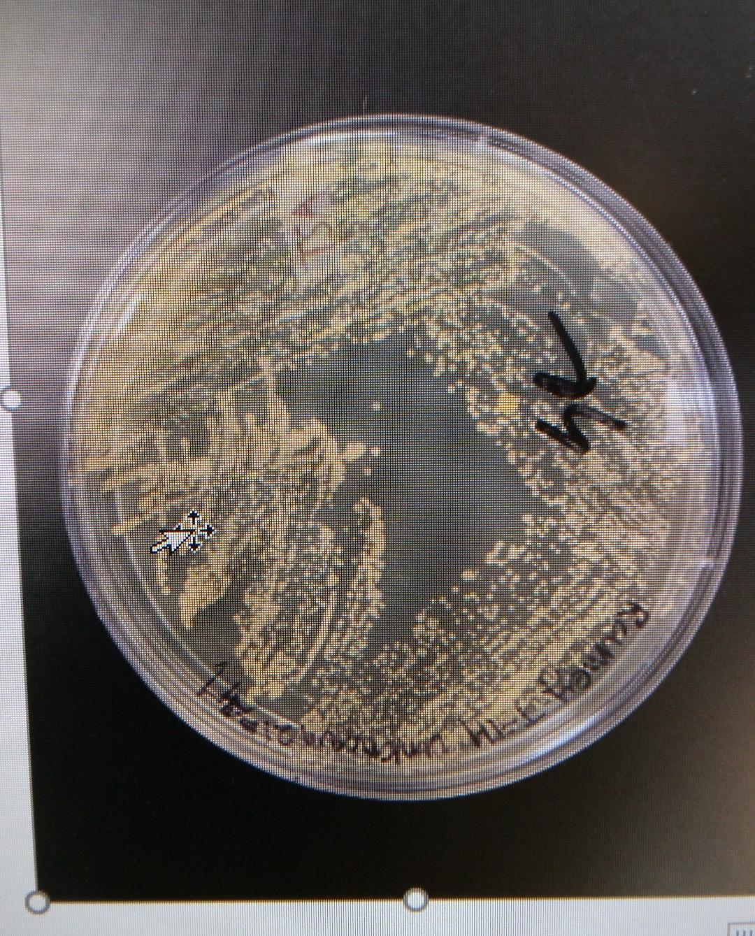 - Gram Reaction (circle one): - Morphology: - | Chegg.com