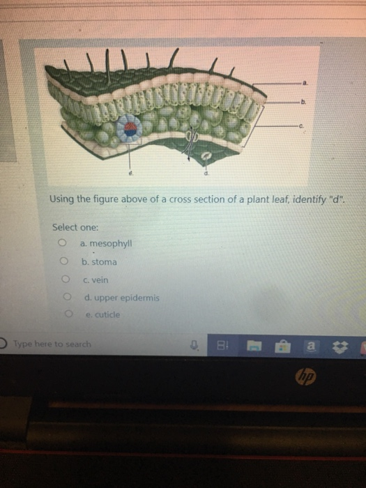 Solved Using the figure above of a cross section of a plant | Chegg.com