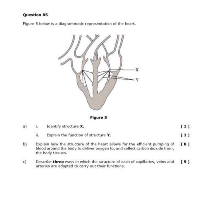 Solved Figure 5 Below Is A Diagrammatic Representation Of