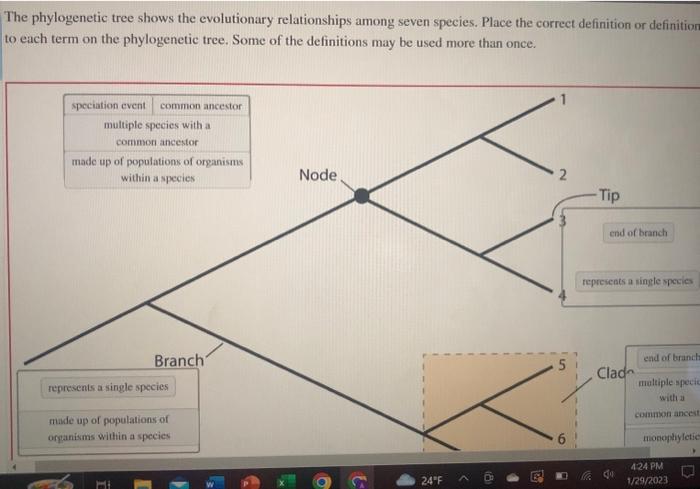 Solved The Phylogenetic Tree Shows The Evolutionary | Chegg.com