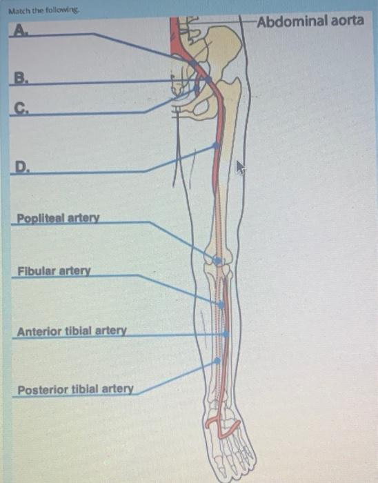 Solved Match the following. VA. B. C. D. Popliteal artery | Chegg.com