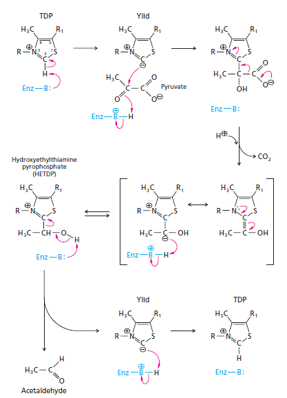 Solved: (a) Thiamine pyrophosphate is a coenzyme for ...