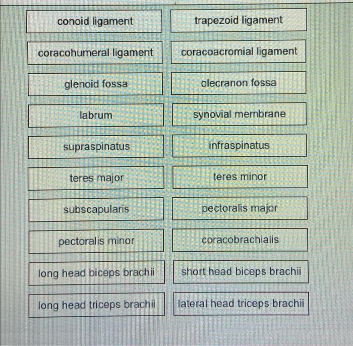 conoid ligament
coracohumeral ligament
glenoid fossa
labrum
supraspinatus
teres major
subscapularis
pectoralis minor
long hea