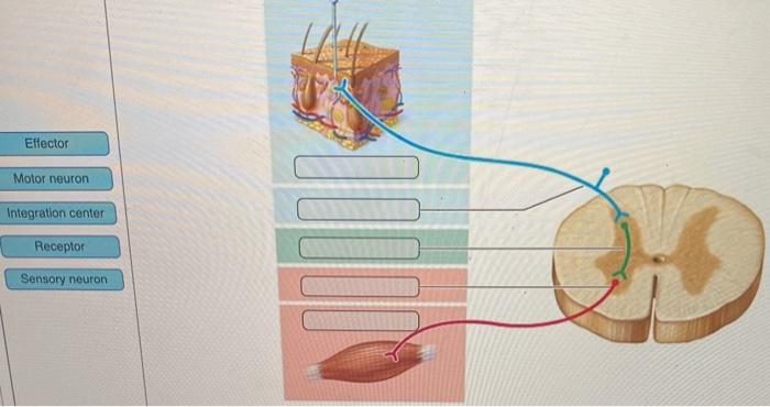 Solved Effector Motor neuron Integration center Receptor of | Chegg.com