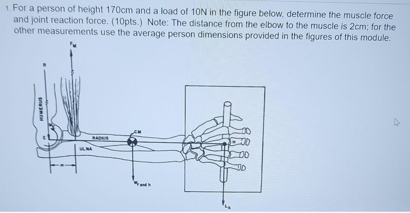 Solved 1. For a person of height 170 cm and a load of 10 N | Chegg.com