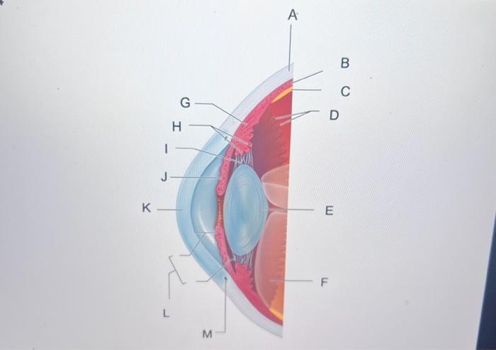 Solved anatomy of the eye | Chegg.com