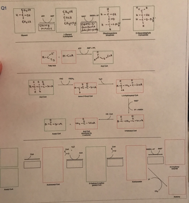 Solved çkigoh -O - CH₂OH NAOH. HCO CH, OH CHOW Cicero CTO | Chegg.com