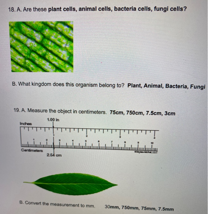 Solved 18. A. Are these plant cells, animal cells, bacteria Solved 18. A. Are these plant cells, animal cells, bacteria
