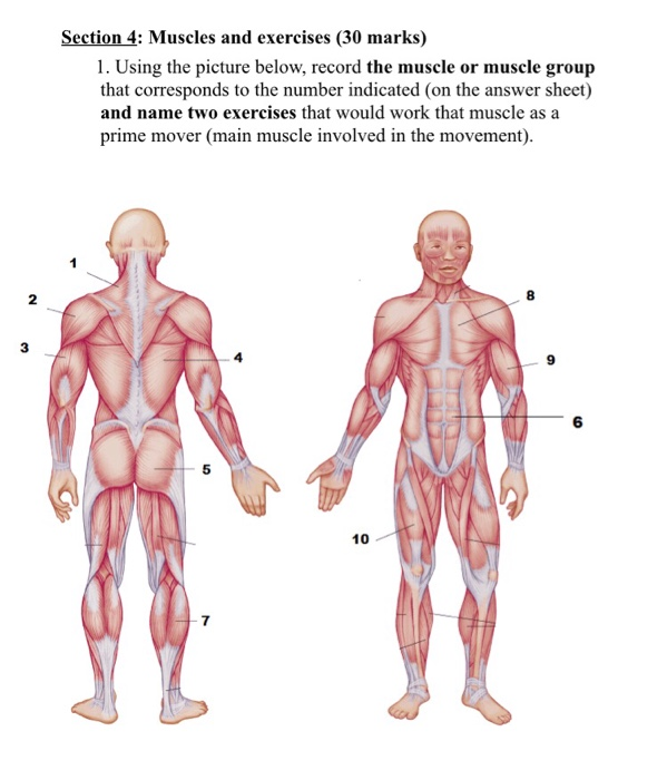 assignment 4 the muscle times needs you