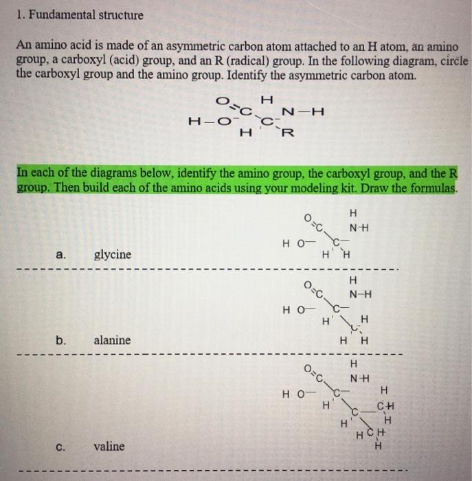 Solved 1. Fundamental structure An amino acid is made of an | Chegg.com