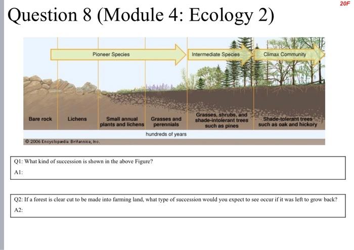 which is an example of a pioneer species quizlet