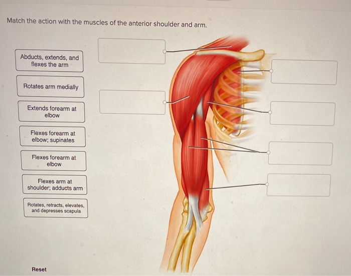 Solved Match the action with the muscles of the anterior