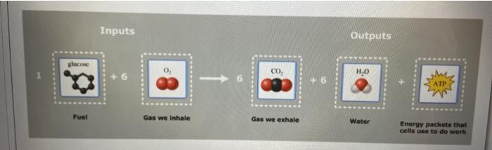 inputs and outputs of cellular respiration