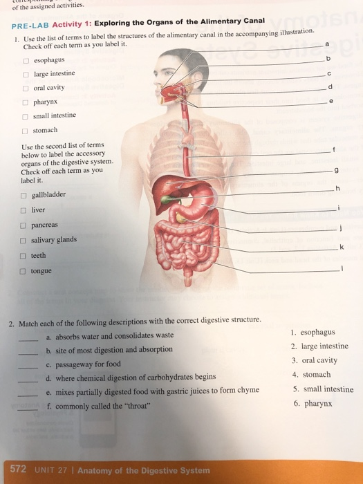 Solved: Of The Assigned Activities. PRE-LAB Activity 1: Ex ...