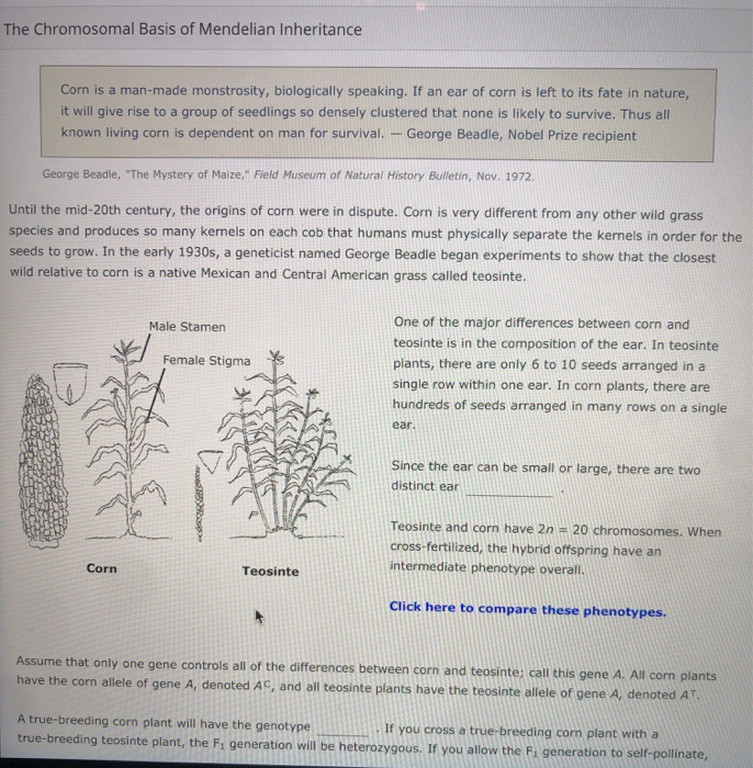 The Chromosomal Basis of Mendelian Inheritance Corn | Chegg.com
