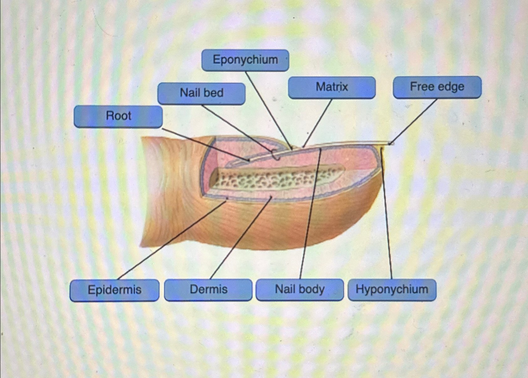 Solved label the nail structures | Chegg.com
