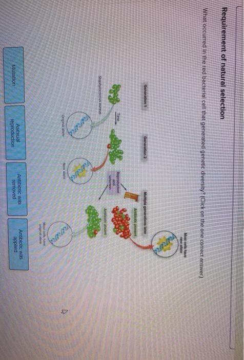 solved-requirement-of-natural-selection-what-occurred-in-the-chegg