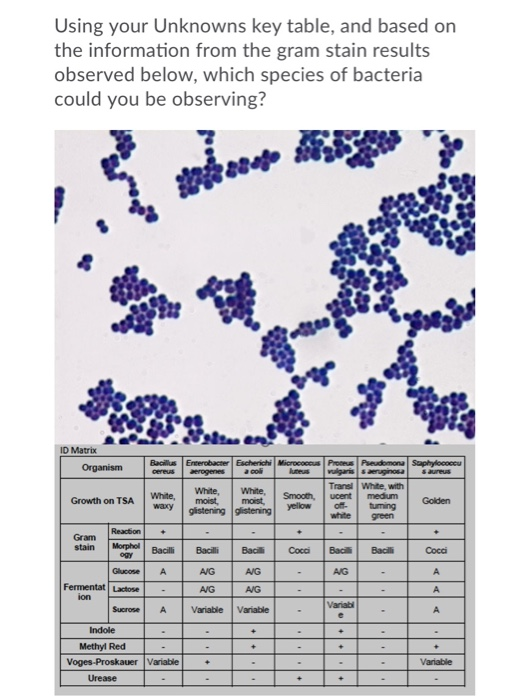 Solved If you observe the image below after gram staining, | Chegg.com