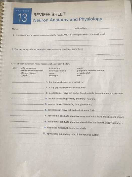 solved-exercise-13-review-sheet-neuron-anatomy-and-chegg