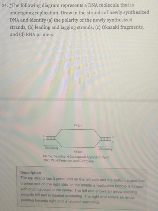Solved 24. *The following diagram represents a DNA molecule | Chegg.com