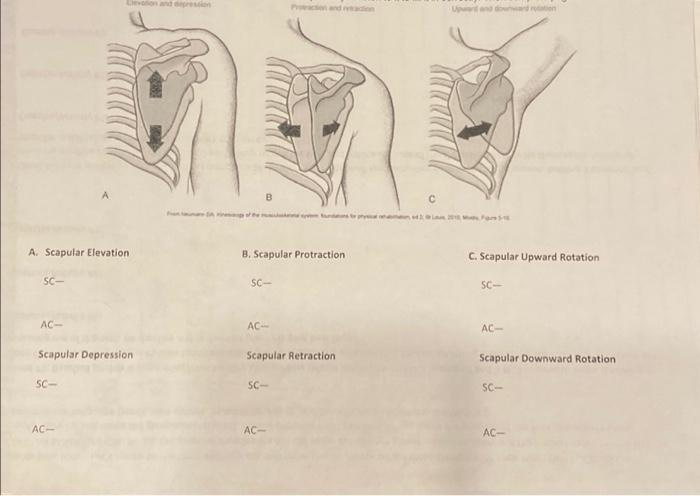 Solved Sc A Scapular Elevation Ac A Sc Elevation And Chegg