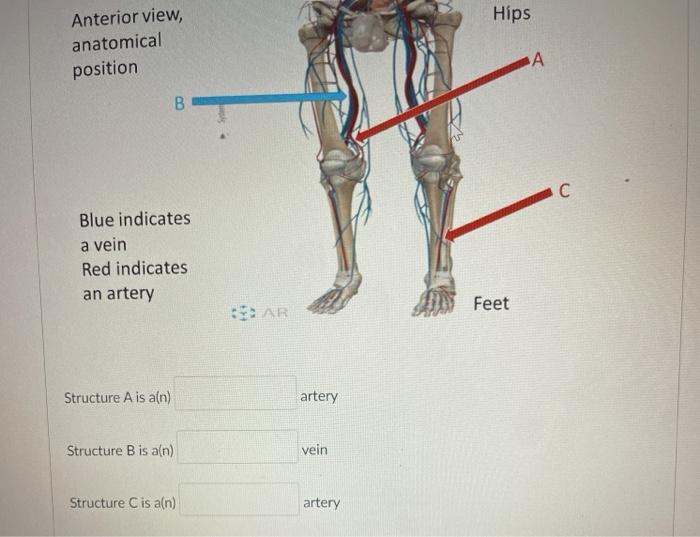 Hips Anterior view, anatomical position A B C с Blue indicates vein Red indicates an artery Feet AR Structure A is ain) arte