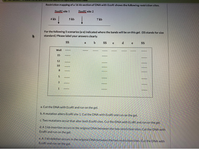Solved Restriction mapping of a 16 kb section of DNA with | Chegg.com