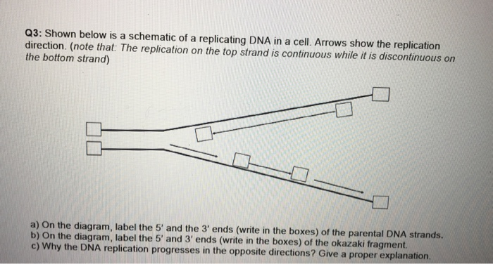 Solved Q3: Shown below is a schematic of a replicating DNA | Chegg.com